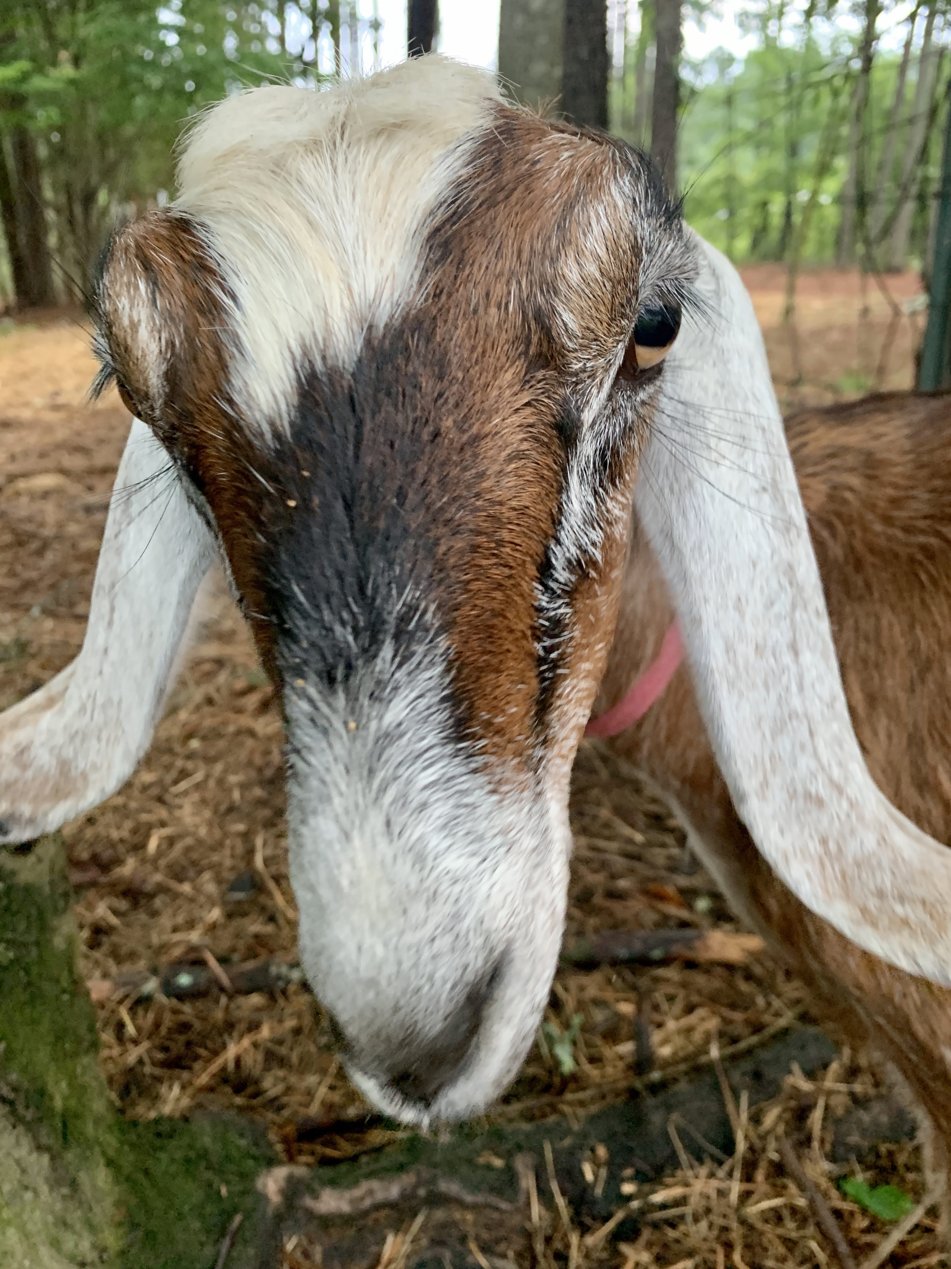 goats